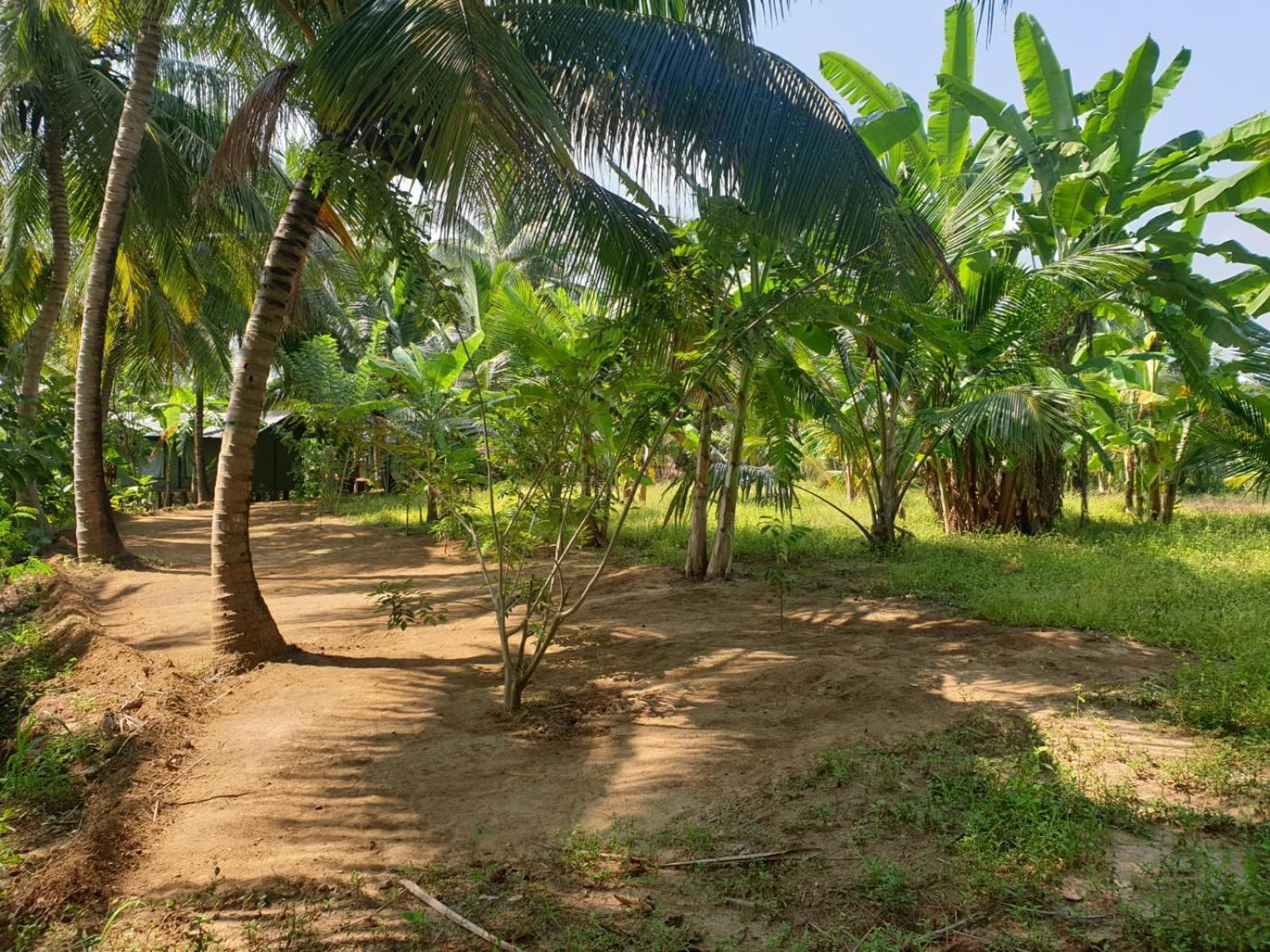 Coconut Camp Udawalawe Dematapelessa Exterior photo